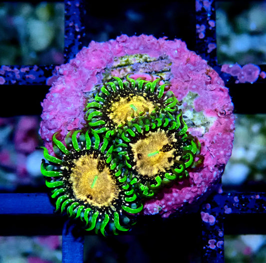 Texas Grim Reaper Zoanthid WYSIWYG