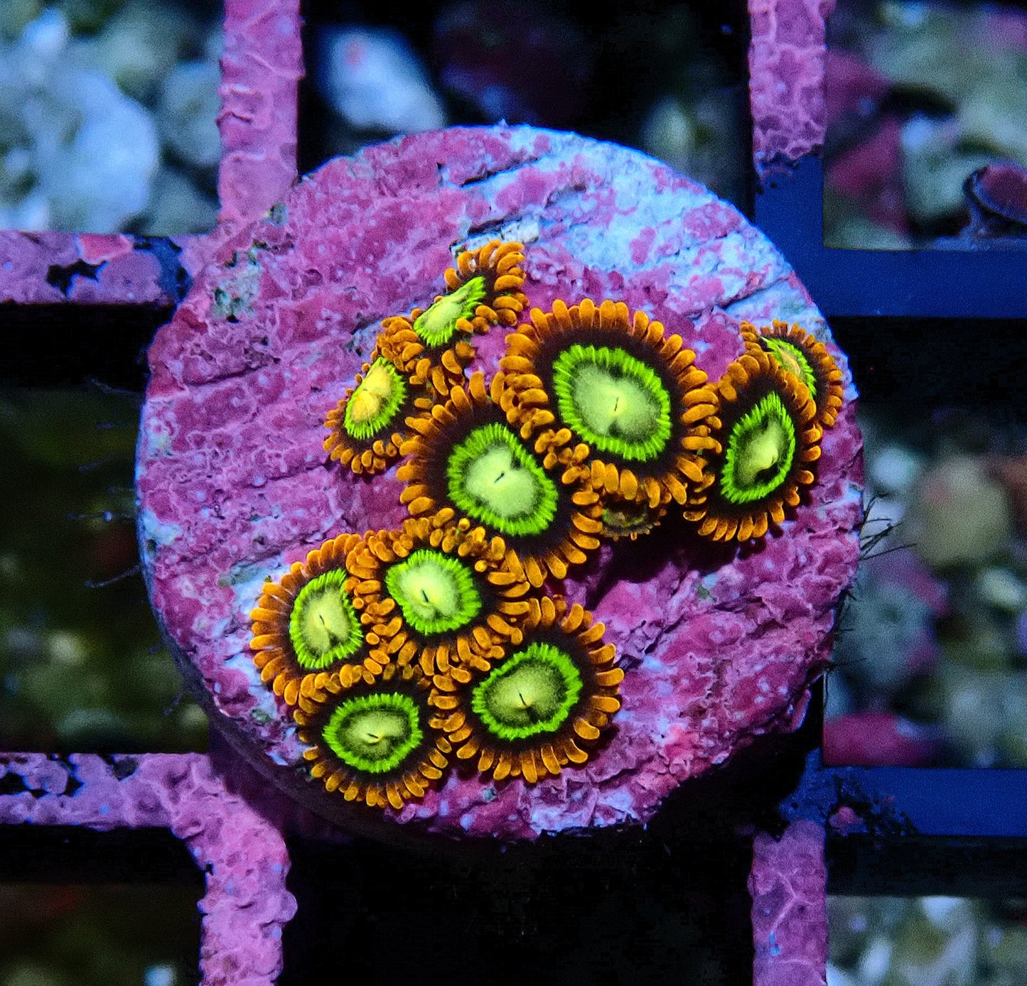 Treehouse of Horrors Zoanthid WYSIWYG