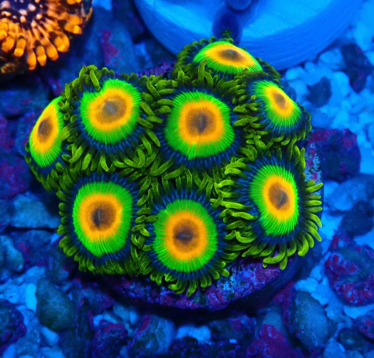 Rasta Zoanthid WYSIWYG