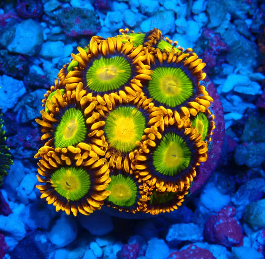 Mandarin Orange Zoanthid WYSIWYG
