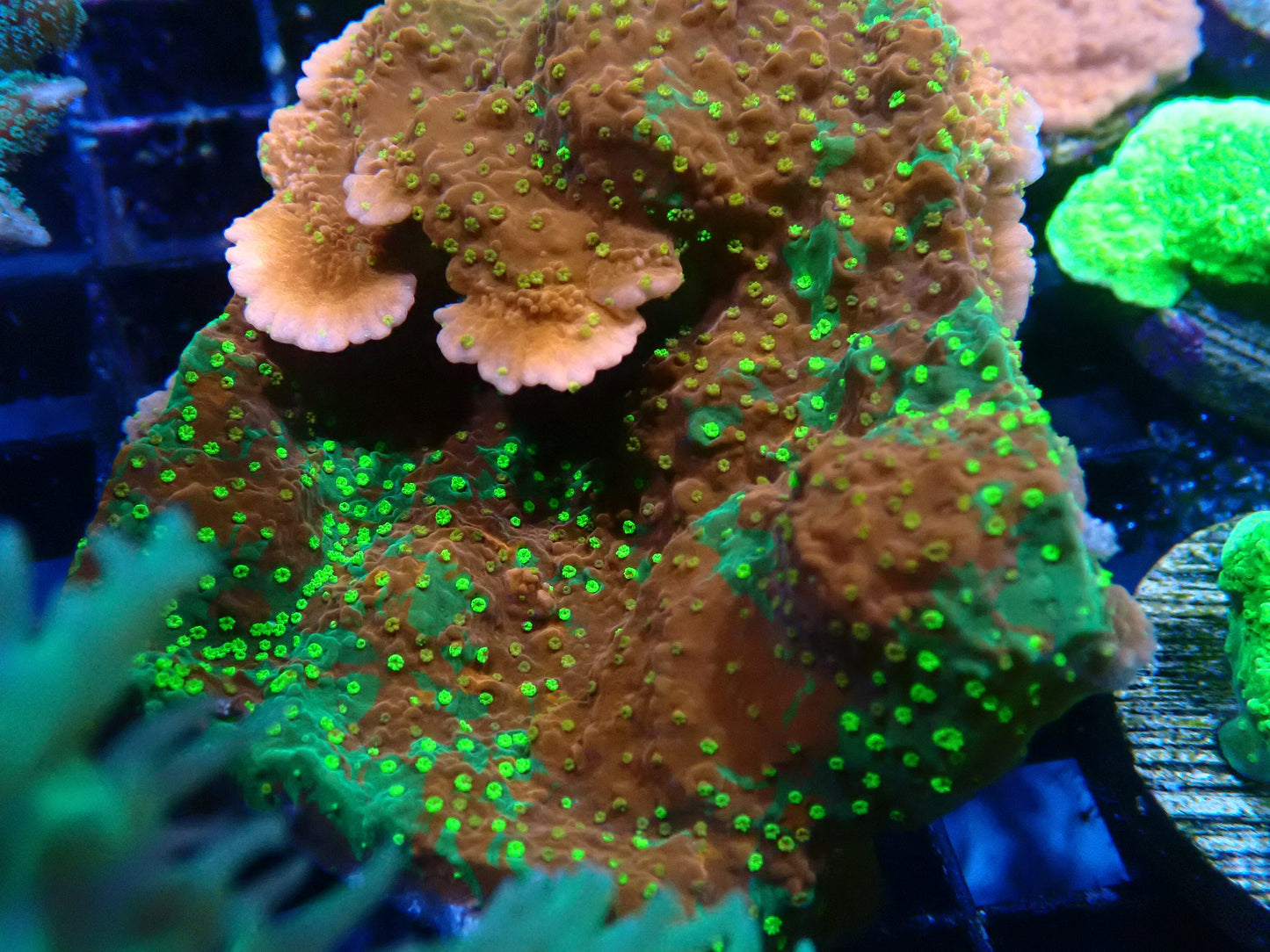 Sunfire Montipora 20mm