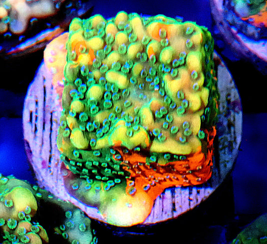Road Rash Montipora