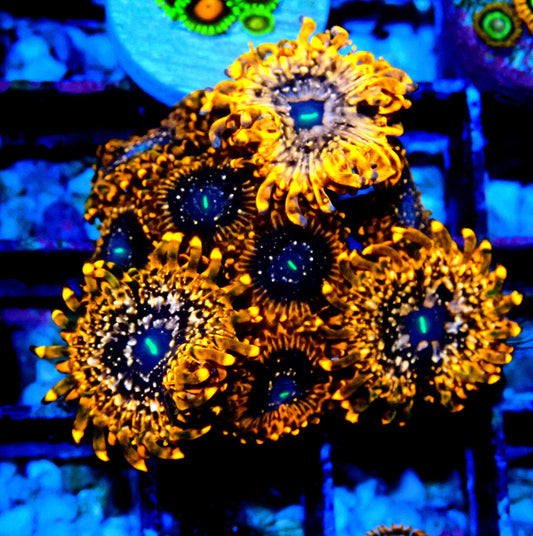 Utter Chaos Zoanthid WYSIWYG