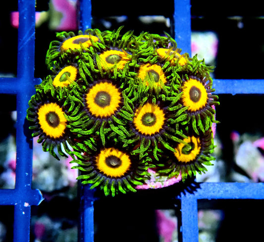 Eagle Eyes Zoanthid WYSIWYG