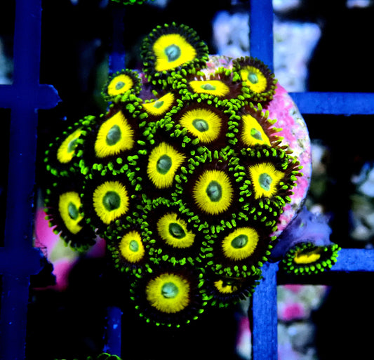 Scrambled Eggs Zoanthid WYSIWYG