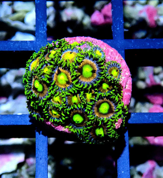 Crayola Zoanthid WYSIWYG