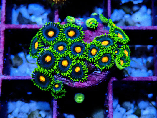 Blow pop Zoanthid WYSIWYG