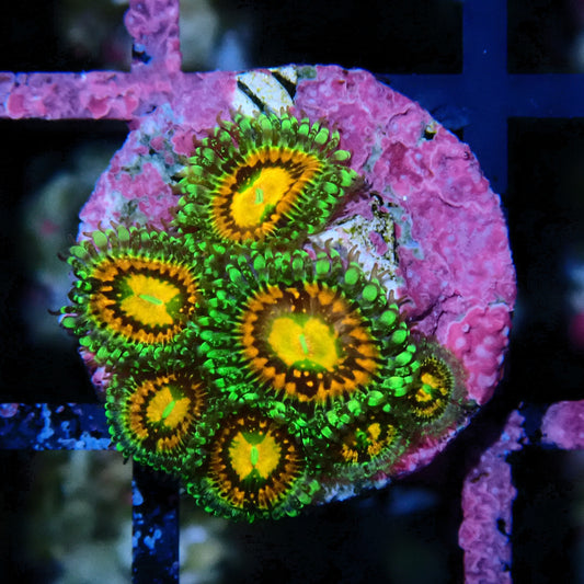 Rainbow Incinerator Zoanthid WYSIWYG