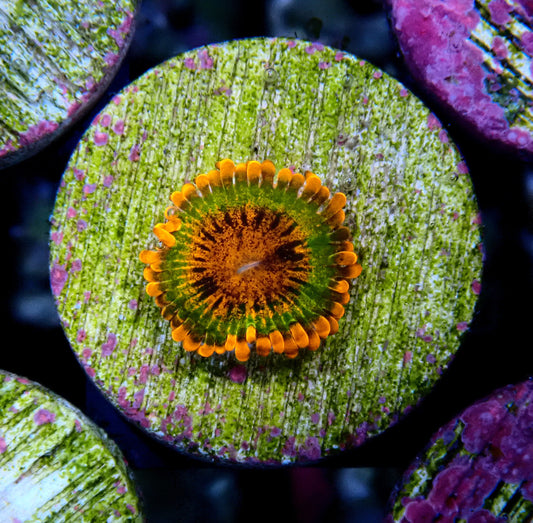 Speckled Krakatoa Zoanthid WYSIWYG