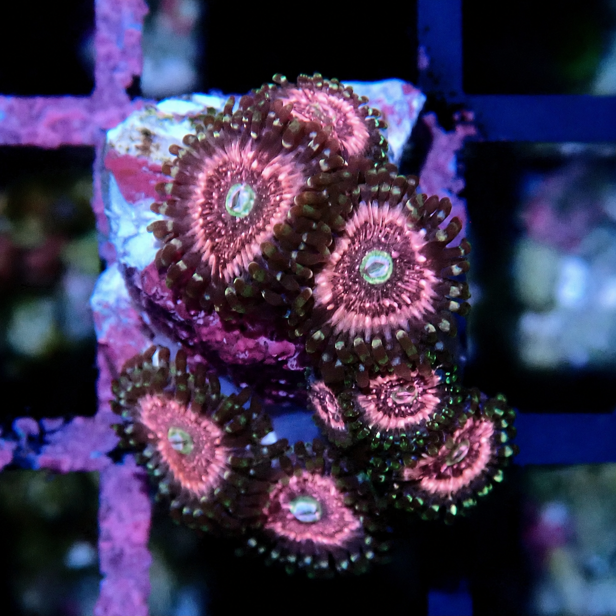 Pink Zipper Zoanthid WYSIWYG