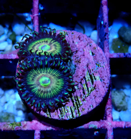 Rainbow Eclipse Zoanthid WYSIWYG