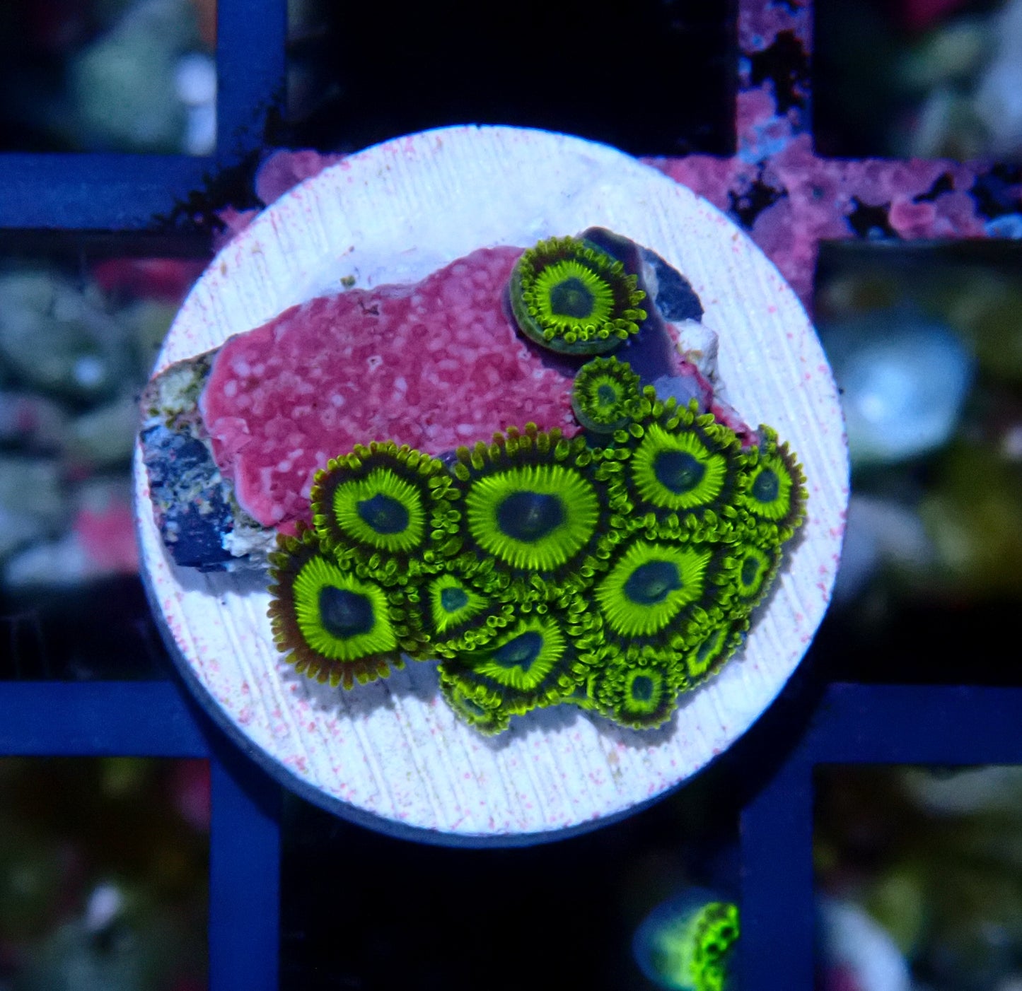 La Lakers Zoanthid WYSIWYG