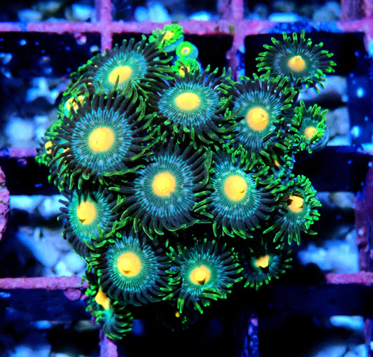 Green Bay Packer Zoanthid WYSIWYG