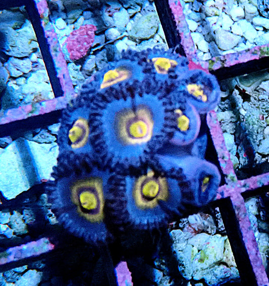 Miami Vice Zoanthid WYSIWYG