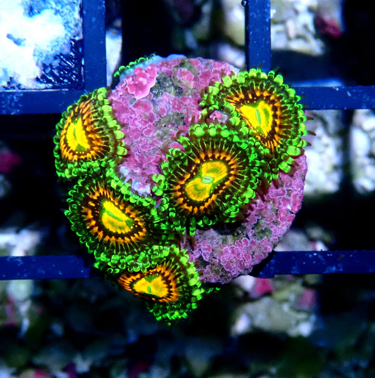 Rainbow Incinerator Zoanthid WYSIWYG