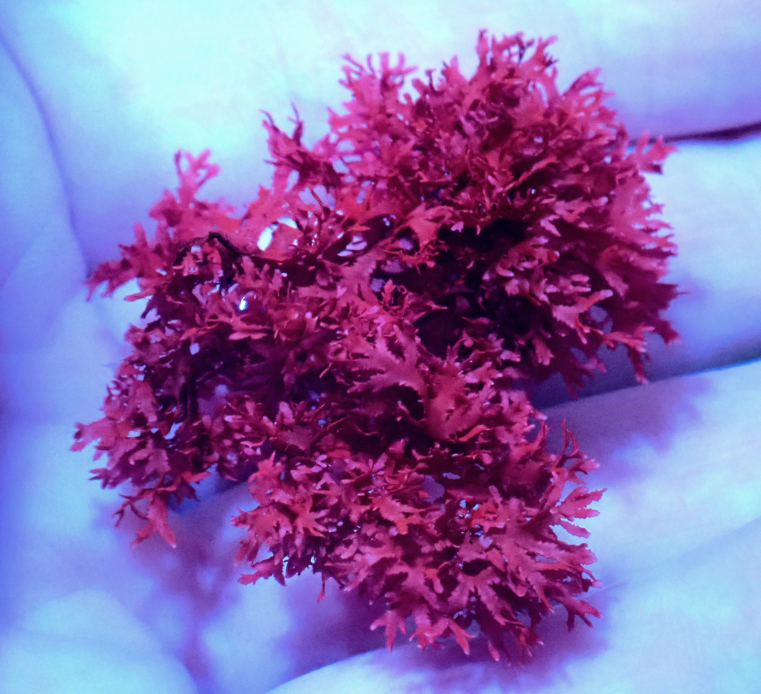 Rusty Holly Macro Algae - 5cm – Oasis Coral