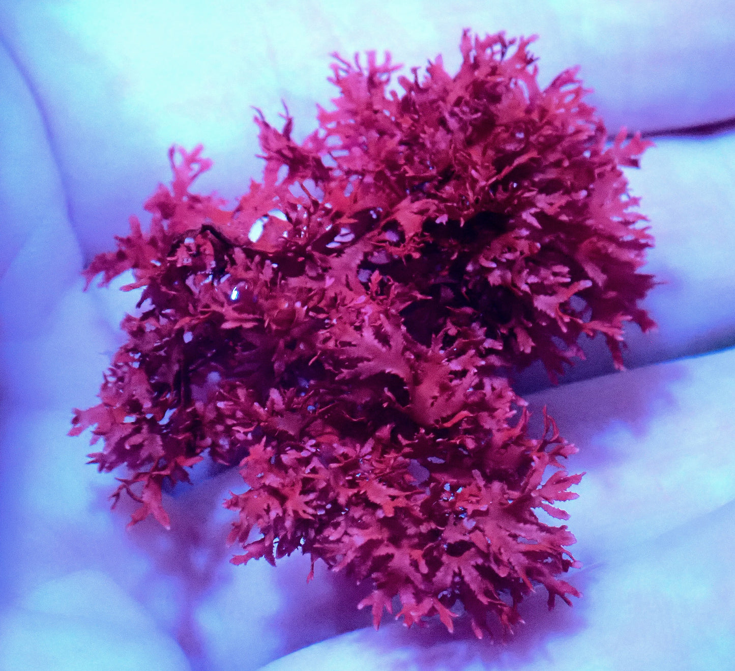 Rusty Holly Macro Algae - 5cm