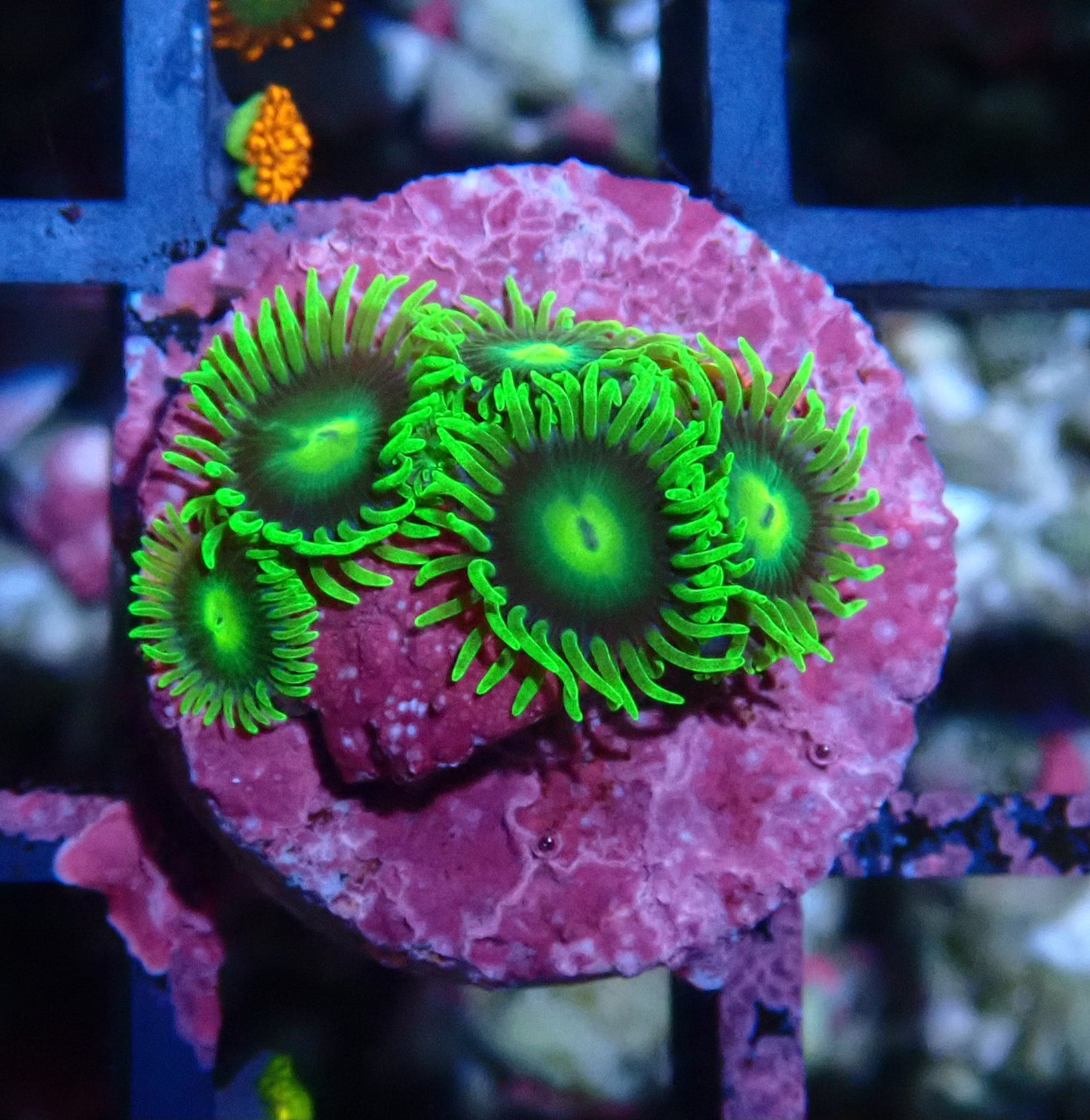 Radioactive Dragon Eye Zoanthid WYSIWYG