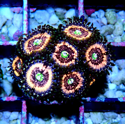 Pink Zipper Zoanthid WYSIWYG