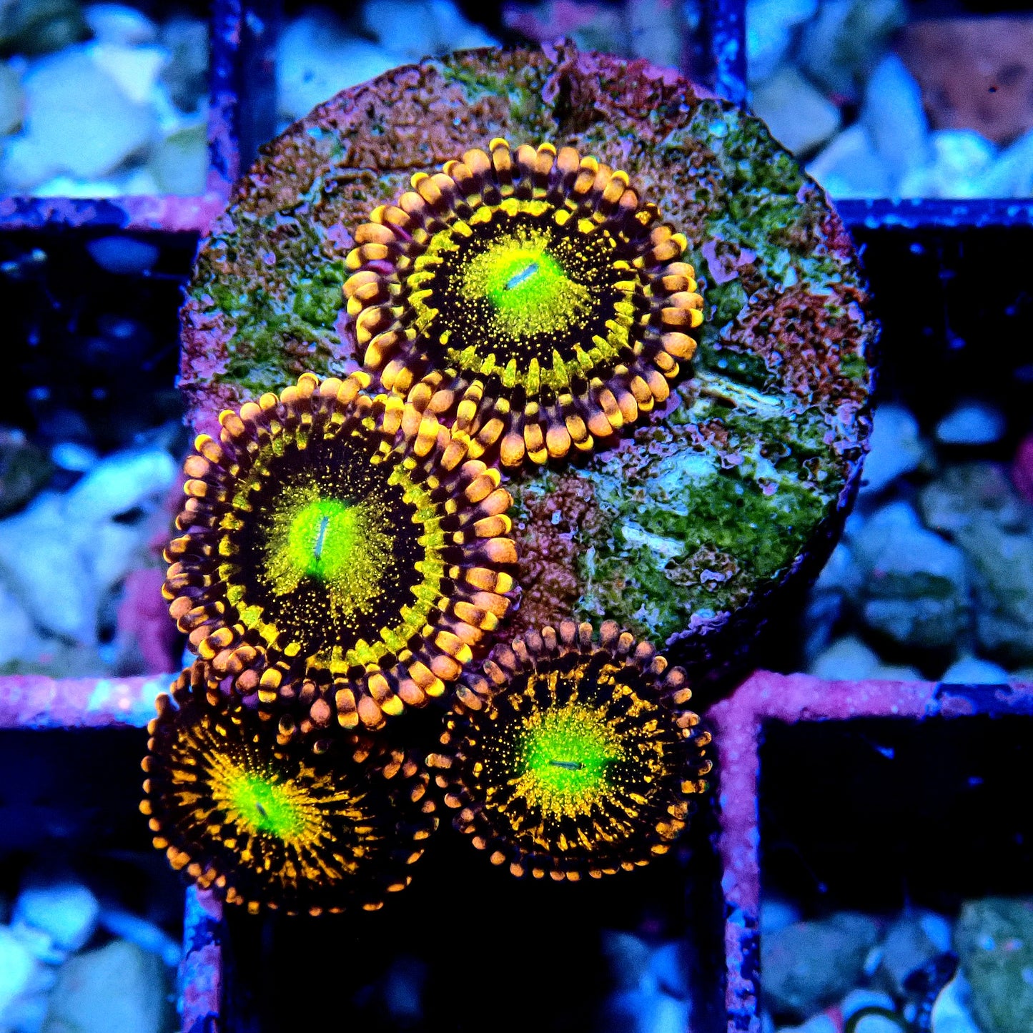 Alien Anti-Venom Zoanthid WYSIWYG