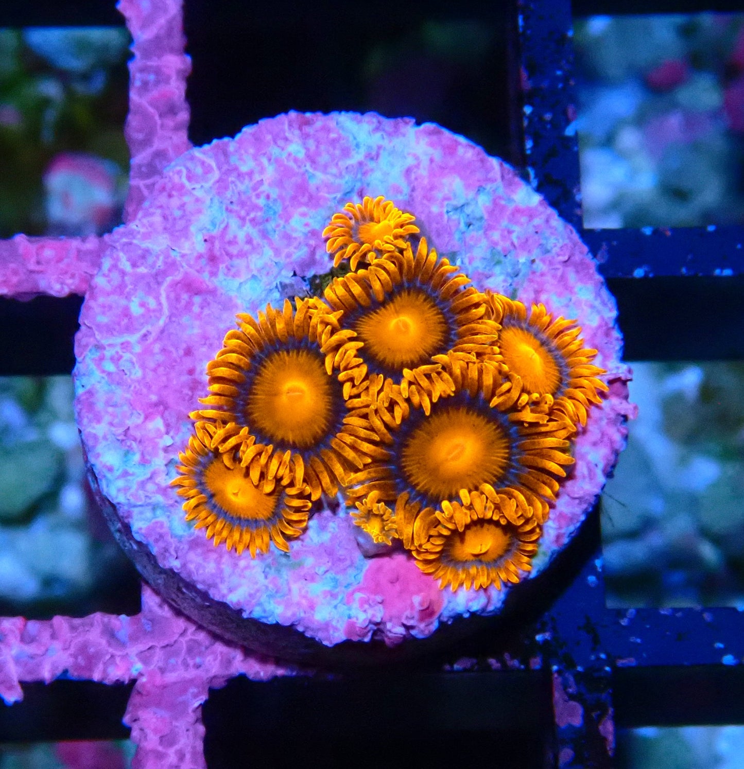 Orange Bam Bam Zoanthid WYSIWYG