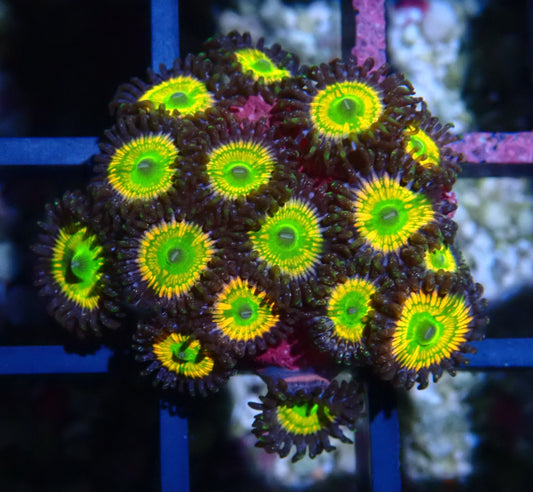 Sunny D Zoanthid WYSIWYG