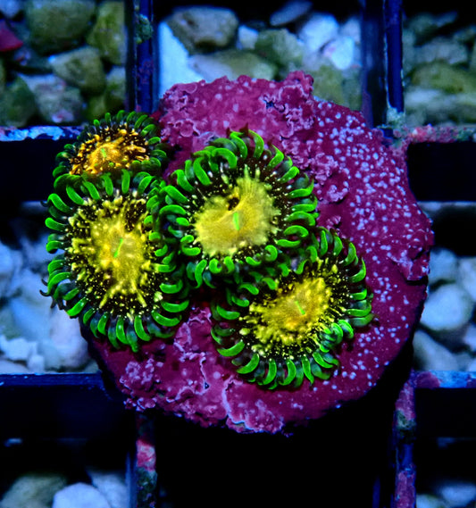 Texas Grim Reaper Zoanthid WYSIWYG