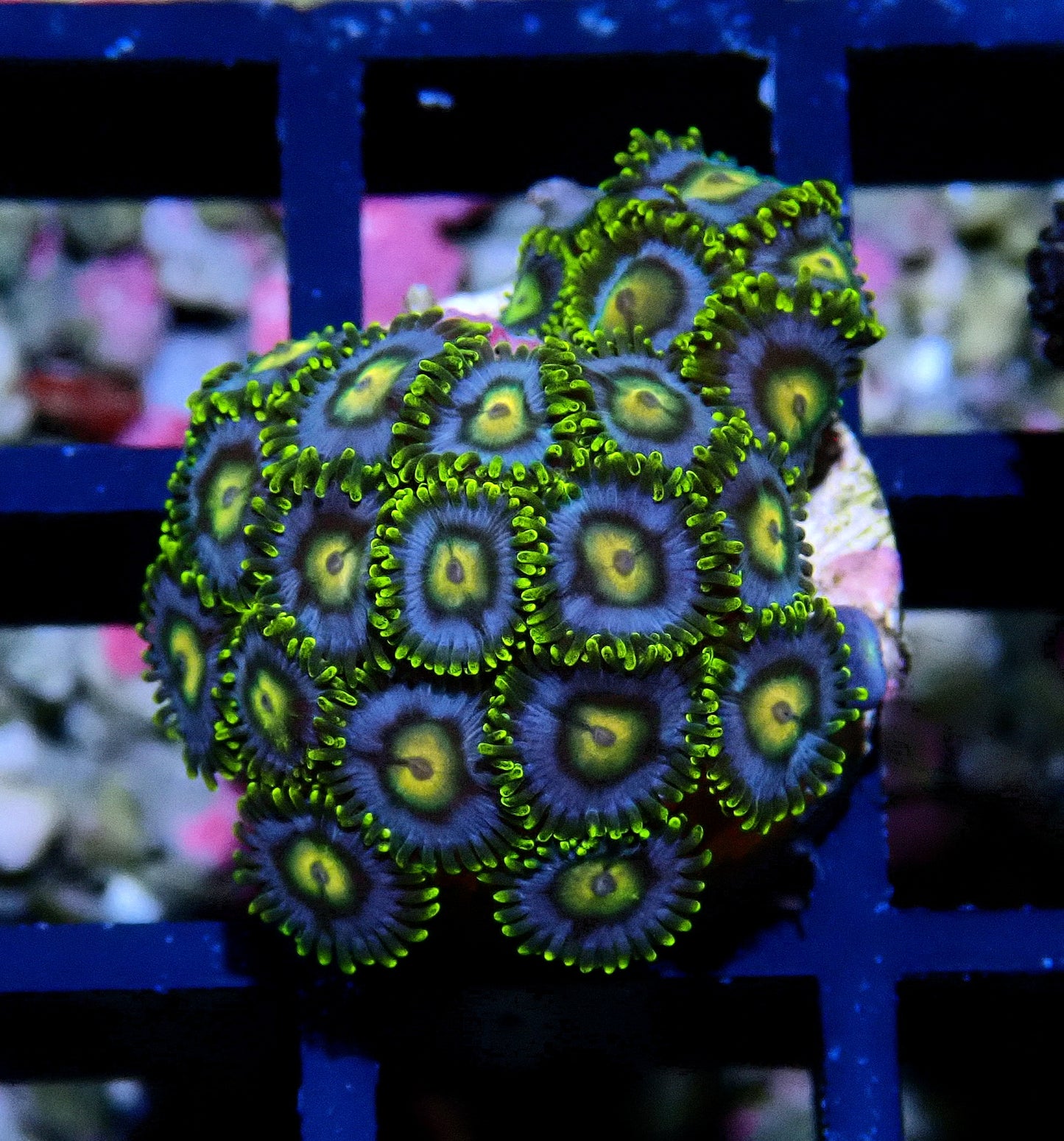Aus Ice Blue Zoanthid WYSIWYG