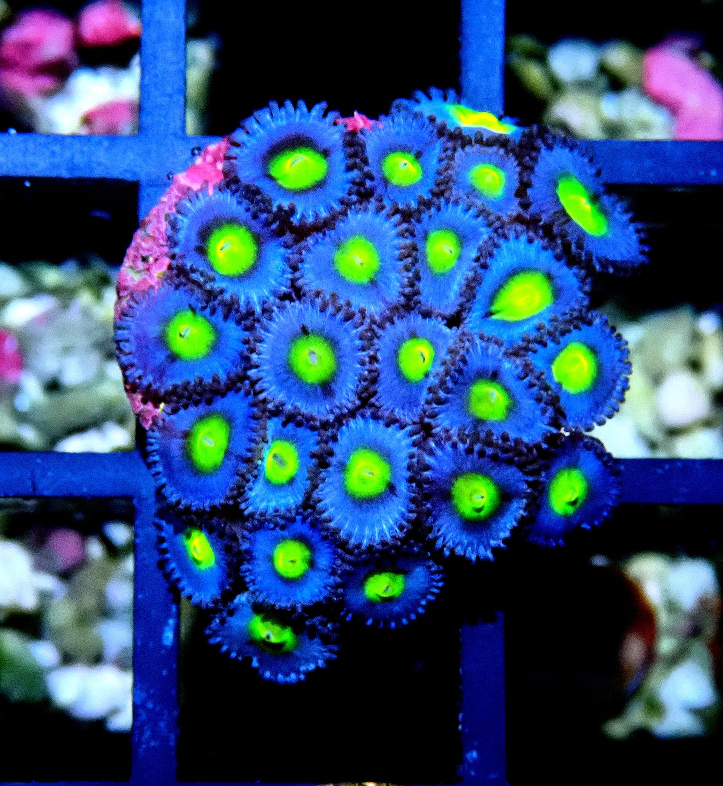 AOI Zoanthid WYSIWYG