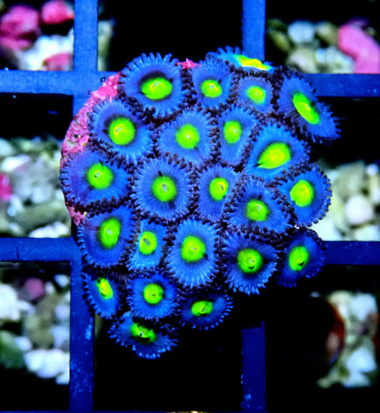 AOI Zoanthid WYSIWYG