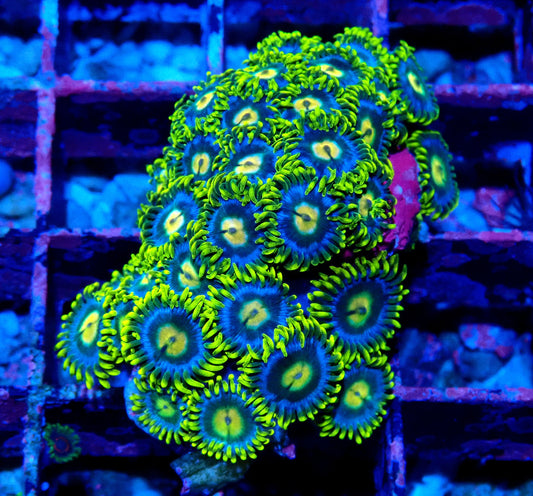 Aus Ice Blue Zoanthid WYSIWYG