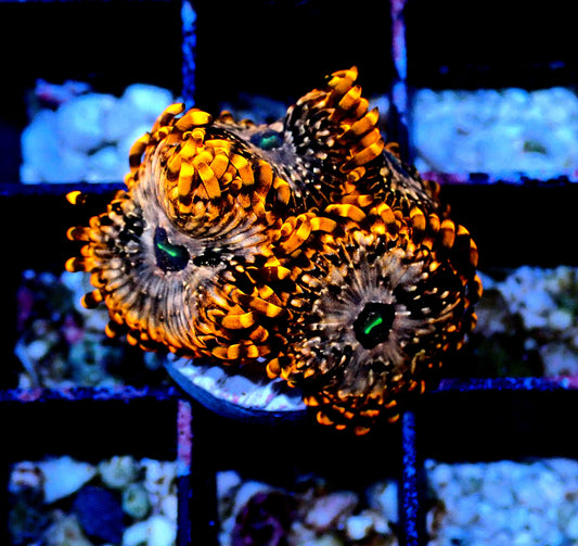 Utter Chaos Zoanthid WYSIWYG