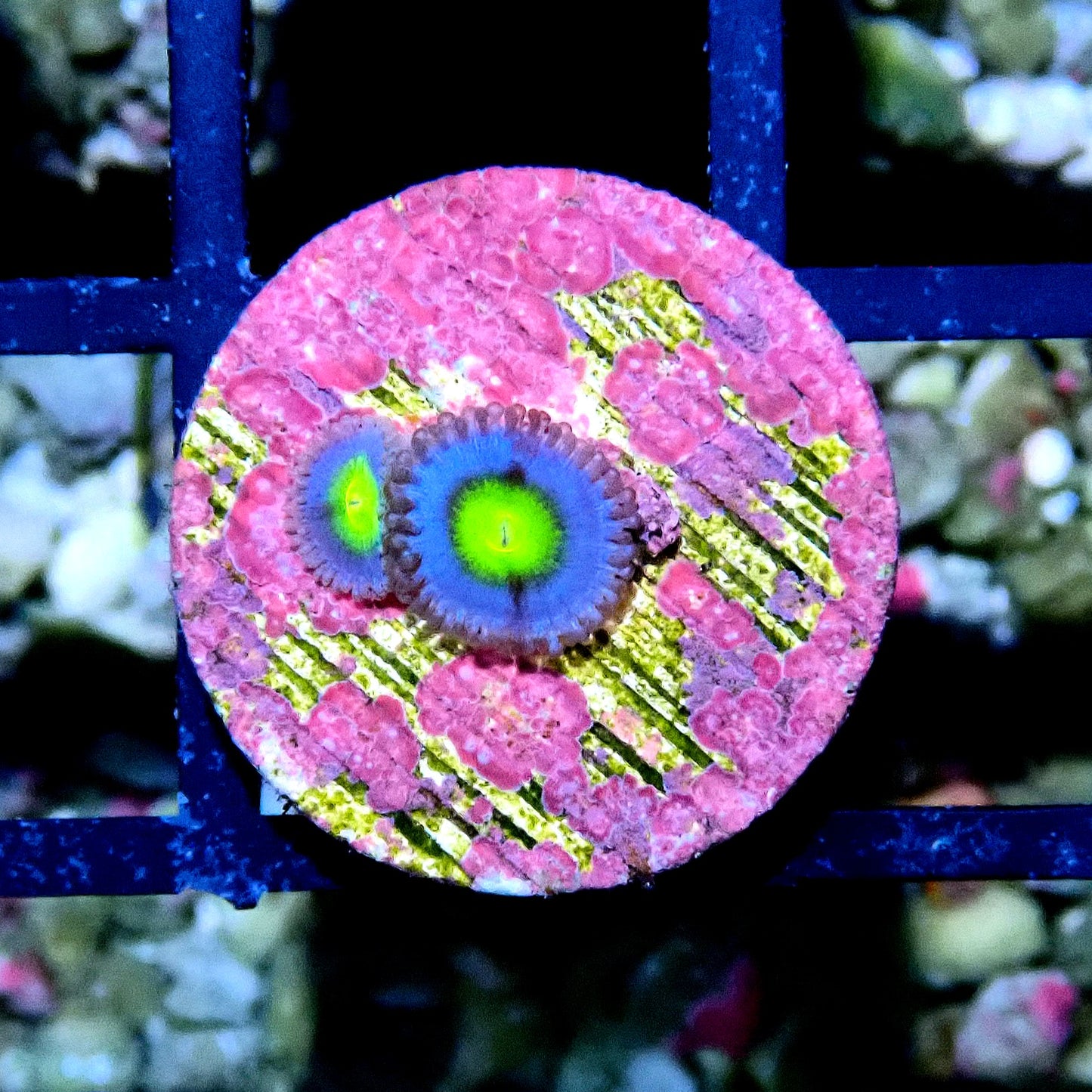 AOI Zoanthid WYSIWYG