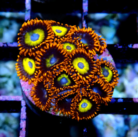 BBEB Zoanthid WYSIWYG