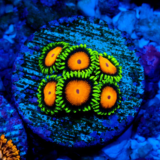 Spongebob Zoanthid WYSIWYG