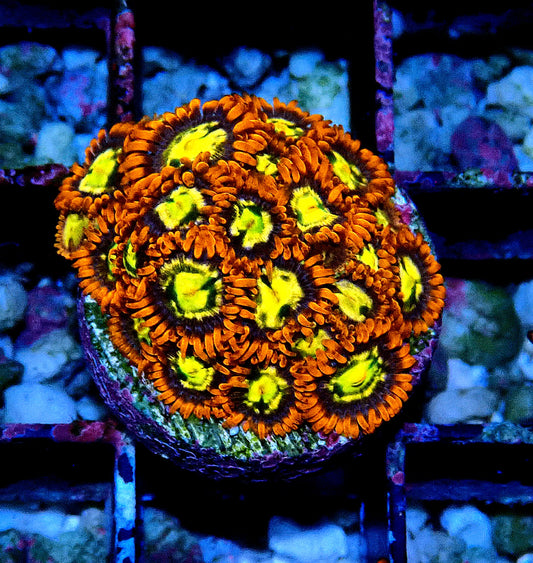Flaming Sun Zoanthid WYSIWYG