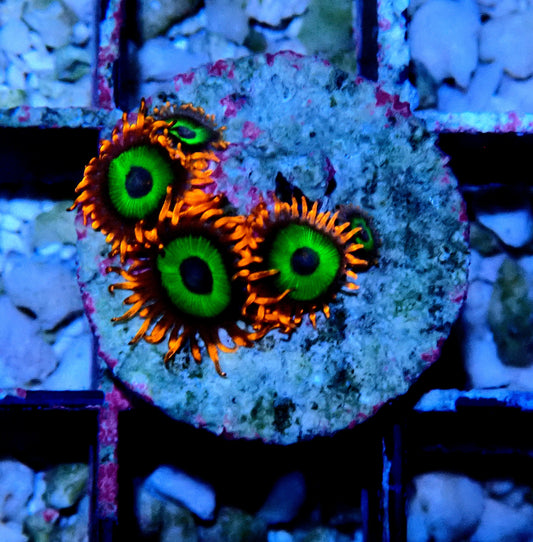 Emerald on Fire Zoanthid WYSIWYG