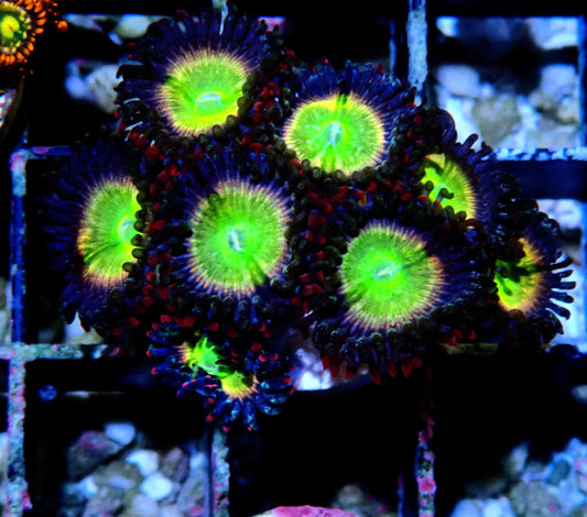 Rainbow Raptor Zoanthid WYSIWYG