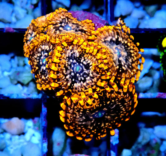 Utter Chaos Zoanthid WYSIWYG