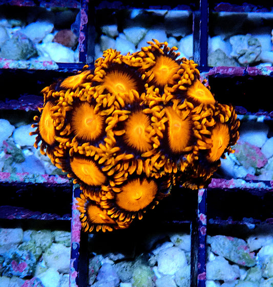 Orange Bam Bam Zoanthid WYSIWYG