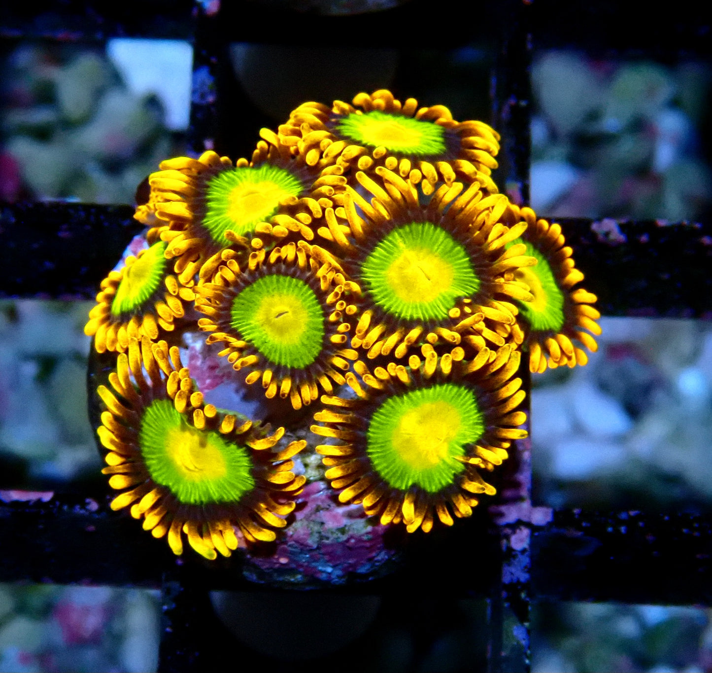 Mandarin Orange Zoanthid WYSIWYG