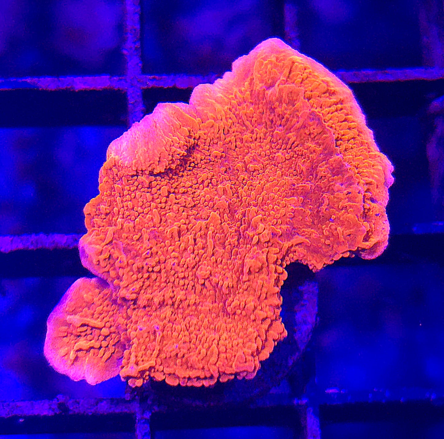 Red Montipora Cap -Small