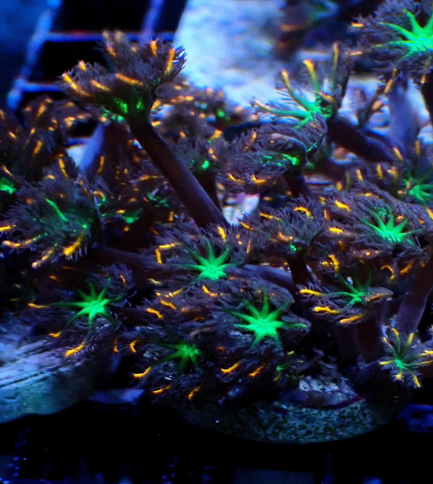 Firework Clove Polyps - 6+ polyps