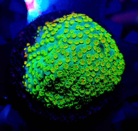 Melted Rainbow Montipora 20mm