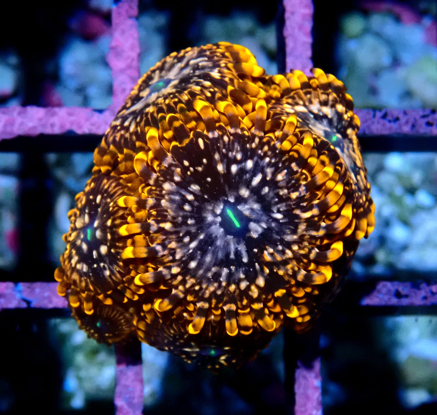 Utter Chaos Zoanthid WYSIWYG