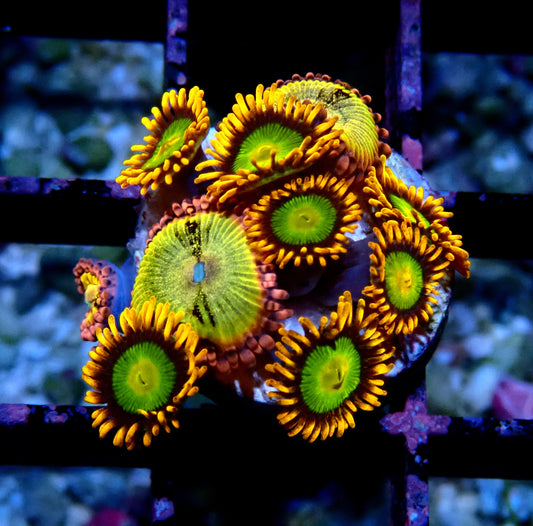 Sakura Sunrise/Mandarin Orange Zoanthid WYSIWYG