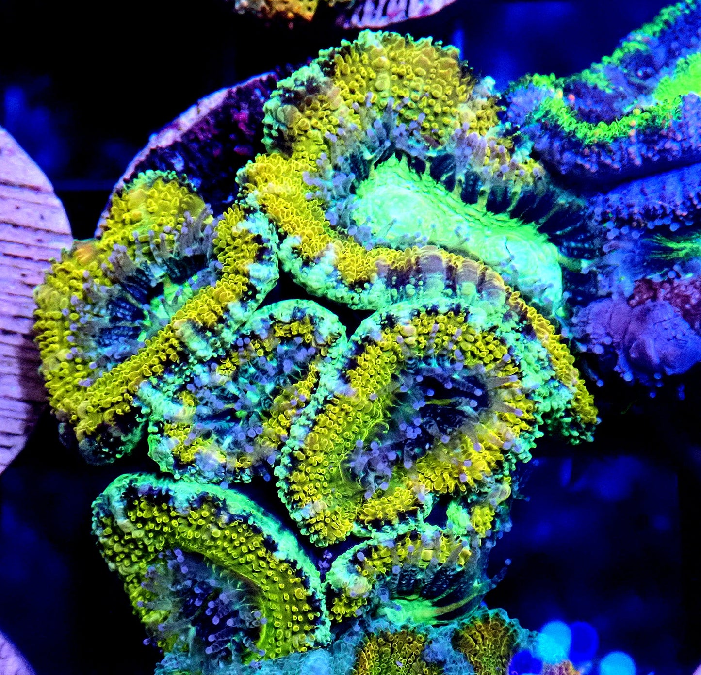 Acan (Micromussa) WYSIWYG