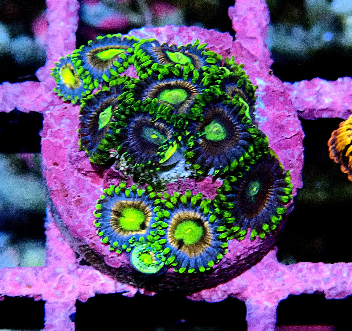 Crayola Zoanthid WYSIWYG
