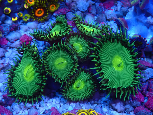 Nuclear Green Palythoa WYSIWYG