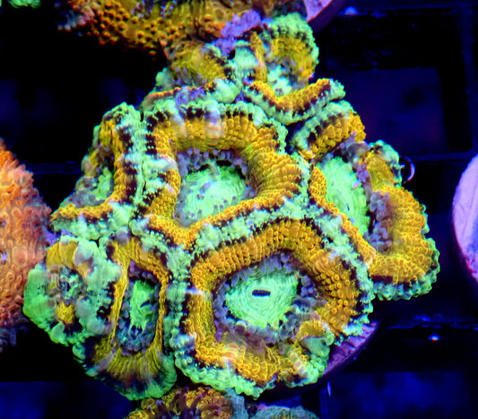 Acan (Micromussa) WYSIWYG